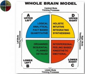 Whole brain model